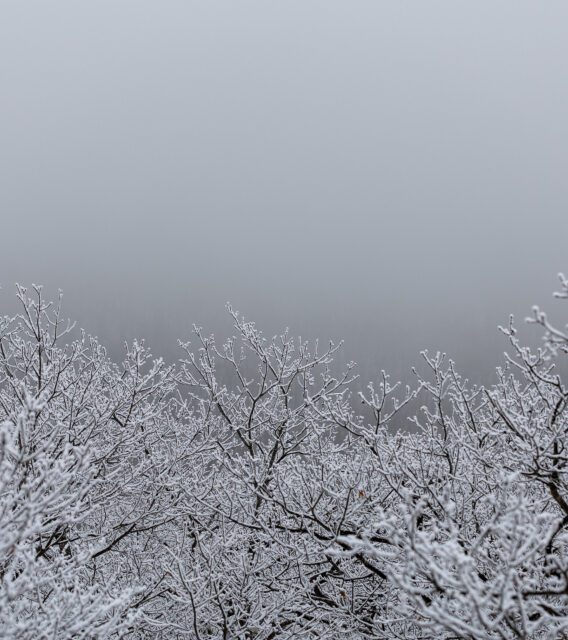 Bare tree branches covered in frost against a gray, overcast sky.